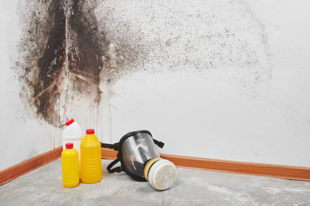 Best Commercial Mold Removal  in Rock Rapids, IA