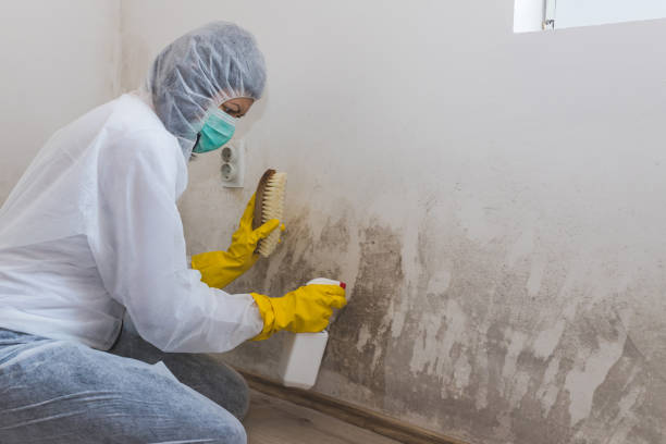 Best Mold Remediation  in Rock Rapids, IA