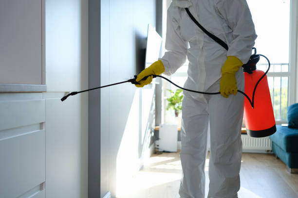 Best Home Mold Removal  in Rock Rapids, IA