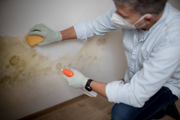 Best Black Mold Removal  in Rock Rapids, IA