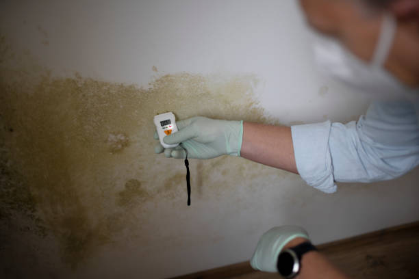 Best Residential Mold Removal  in Rock Rapids, IA