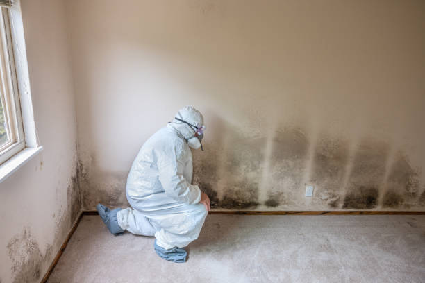 Mold Removal and Inspection in Rock Rapids, IA