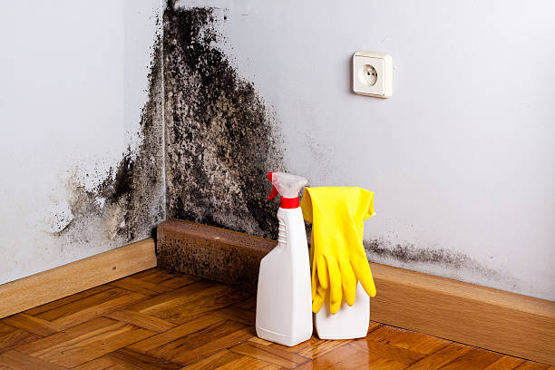 Best Mold Cleaning Services  in Rock Rapids, IA