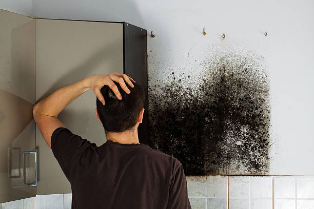 Best Emergency Mold Removal  in Rock Rapids, IA